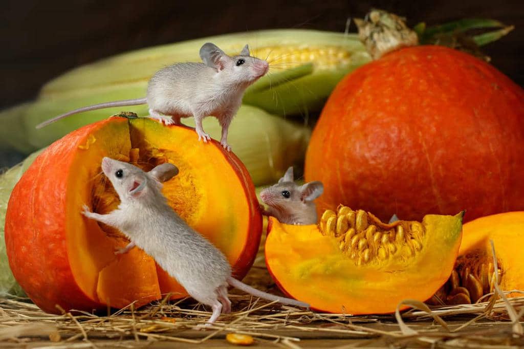 6 Types Of Plants Mice Eat And How To Stop Them