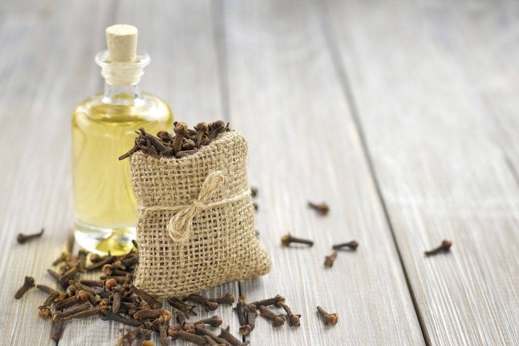 Clove Oil: Why It Works To Repel Rats (And How To Use It)