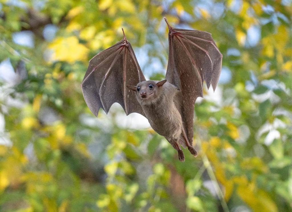 Where Bats Really Go And Live During The Day