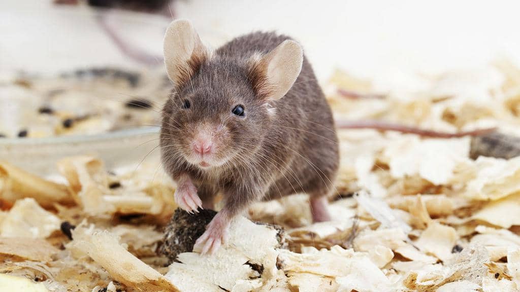 4 Ways To Fill Holes To Keep Mice Out (And How To Do It!)