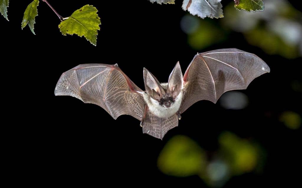 Can Bats Do Damage To Your House?