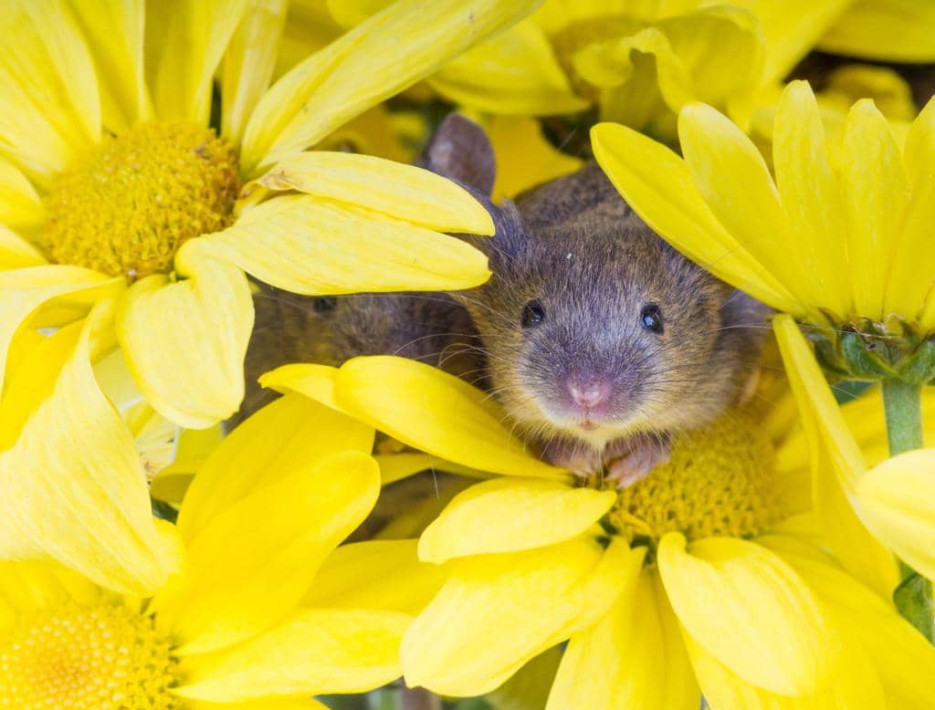 How To Use Daffodils To Keep Mice Away (And Why They Work)
