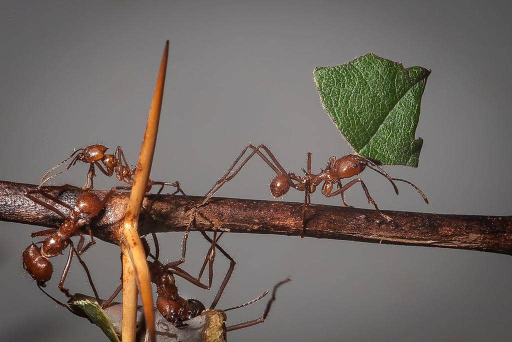 8 Reasons Why Ants Will Not Go Away On Their Own