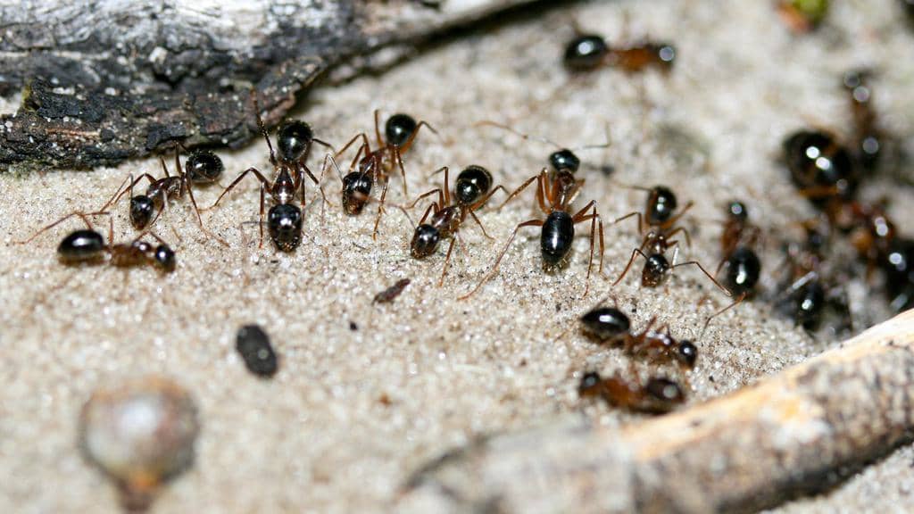 6 Effective Ways To Get Rid Of Ants Overnight