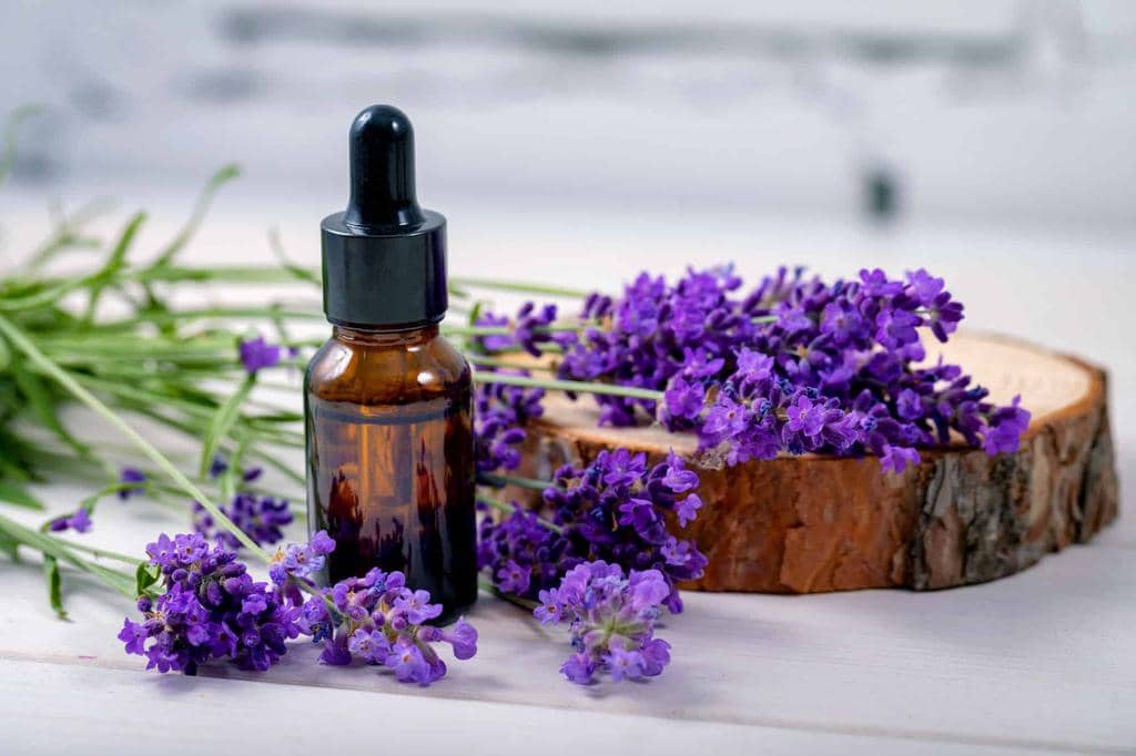 How To Use Lavender Oil To Keep Mice Away (And Why It Works)