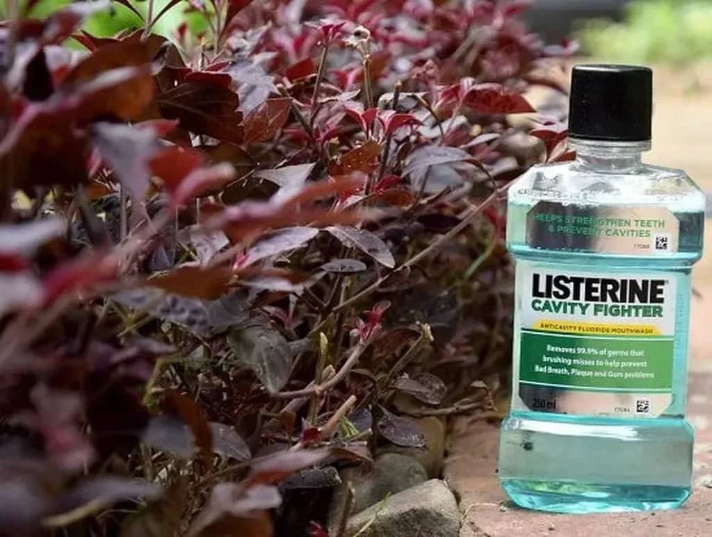 How To Use Mouthwash To Naturally Repel Mice (And Why!)