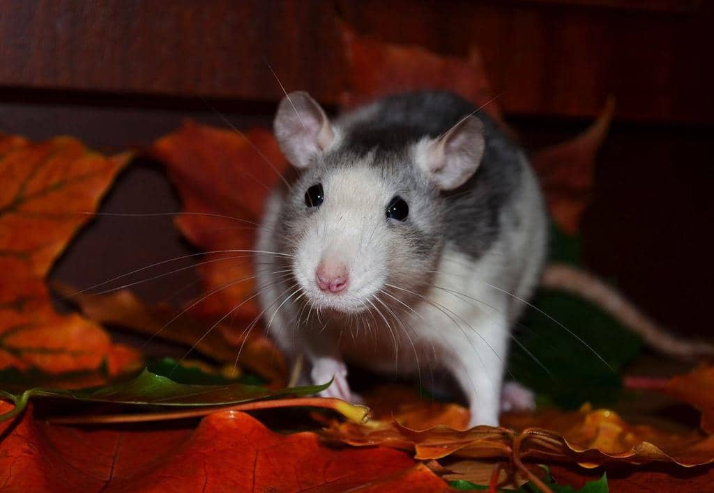 8 Sounds That will Scare Rats (And Keep Them Away)
