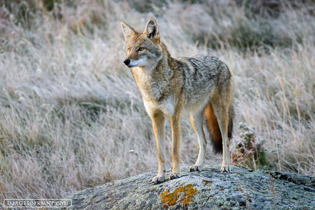 The Five Scents That Coyotes Hate (And How To Use Them)