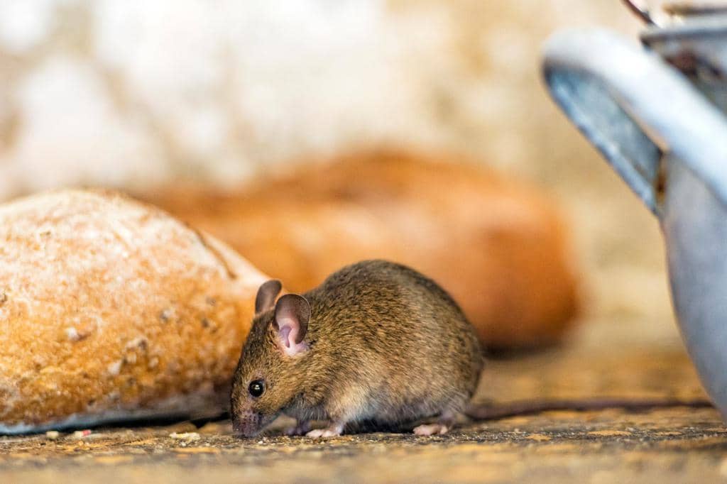  How To Get Mice Out Of Your Car: A Step-By-Step Guide