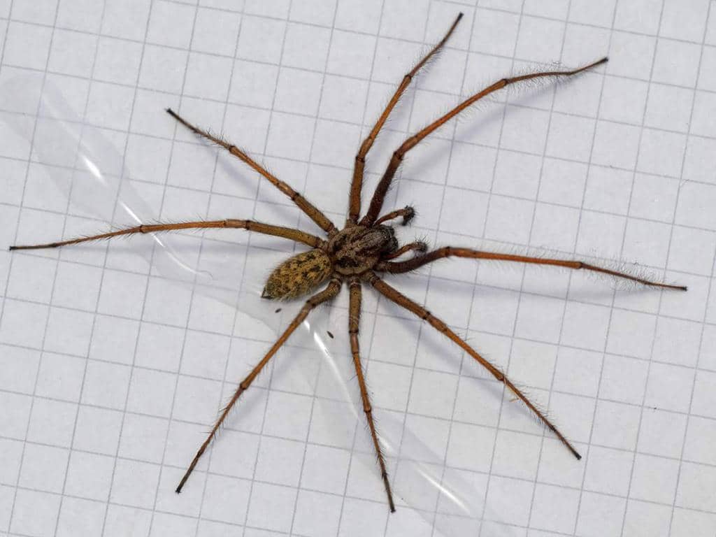 7 Things That Scare Spiders (And How To Use Them)