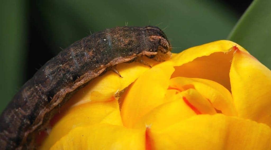 7 Bugs And Insects That Love Eating Your Tulips (Repel Them)