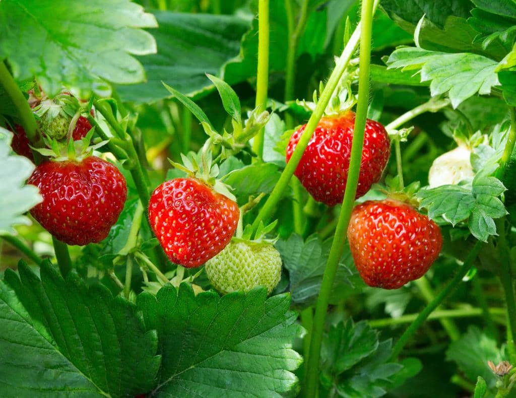  8 Common Animals That Love Your Strawberries (Repel Them!)