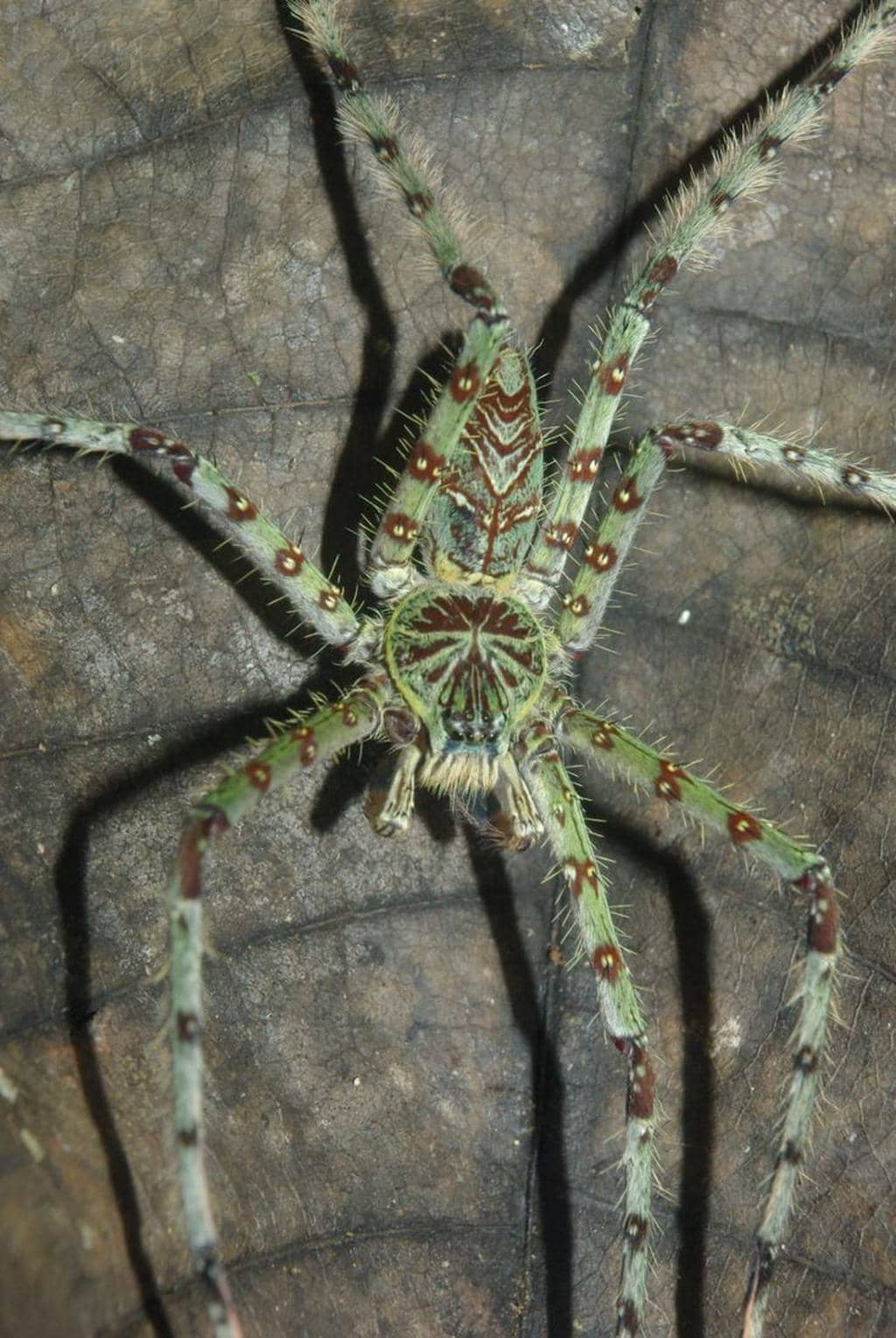  6 Reasons Why Spiders Will Not Crawl On You At Night (Probably)