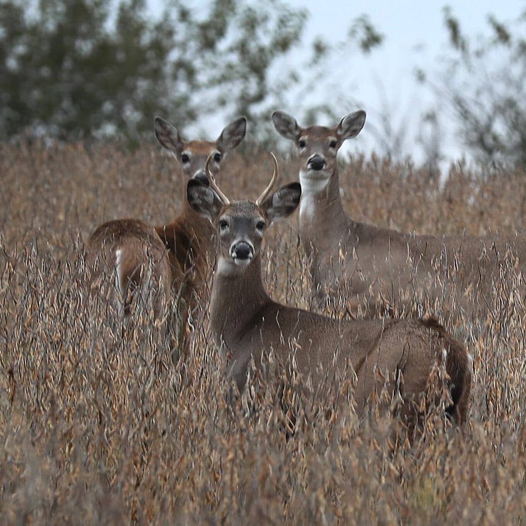 11 Scents That Deer Hate (And How To Use Them)