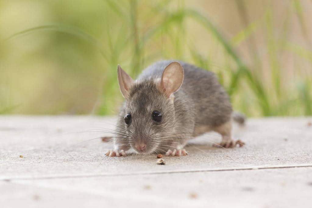 8 Reasons Why Rats Are In Your Yard (And How To Remove Them)