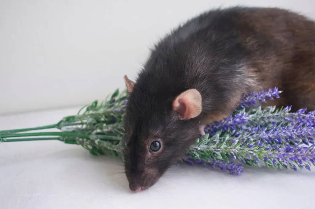 How To Use Lavender Indoors To Naturally Keep Mice Away
