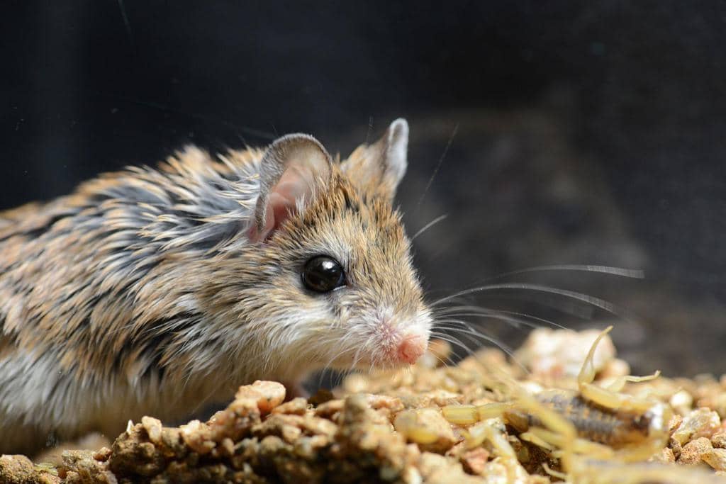 How Wintergreen Oil Keeps Mice Away (And Why It Does)
