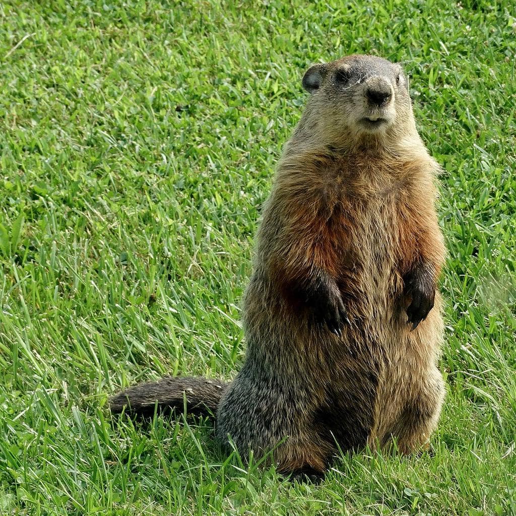 9 Scents That Groundhogs Hate (And How To Use Them)