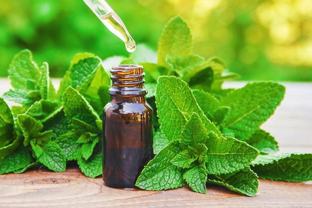 3 Ways To Use Peppermint Oil To Keep Mice Out Of Your Car