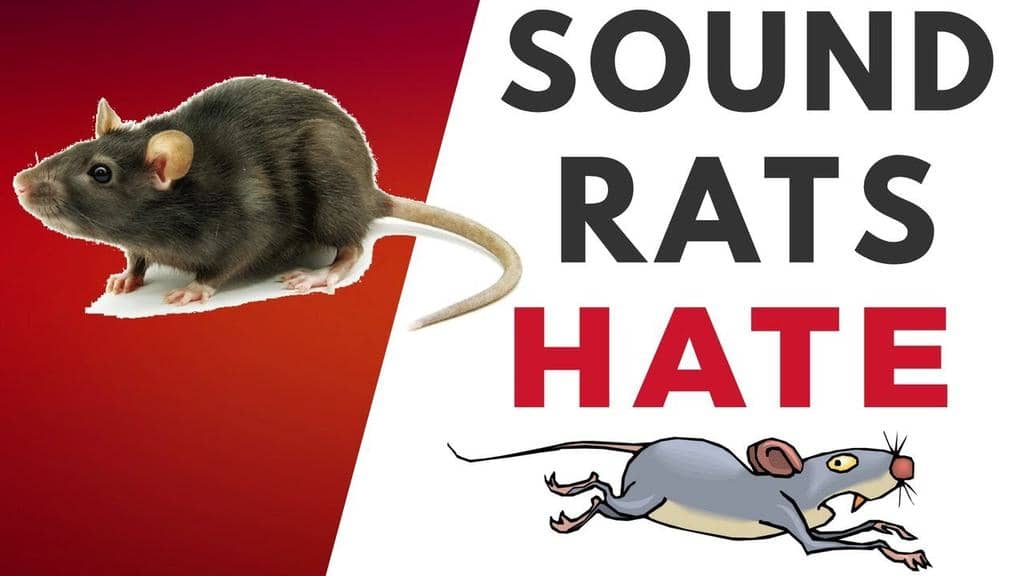 8 Sounds That will Scare Rats (And Keep Them Away)