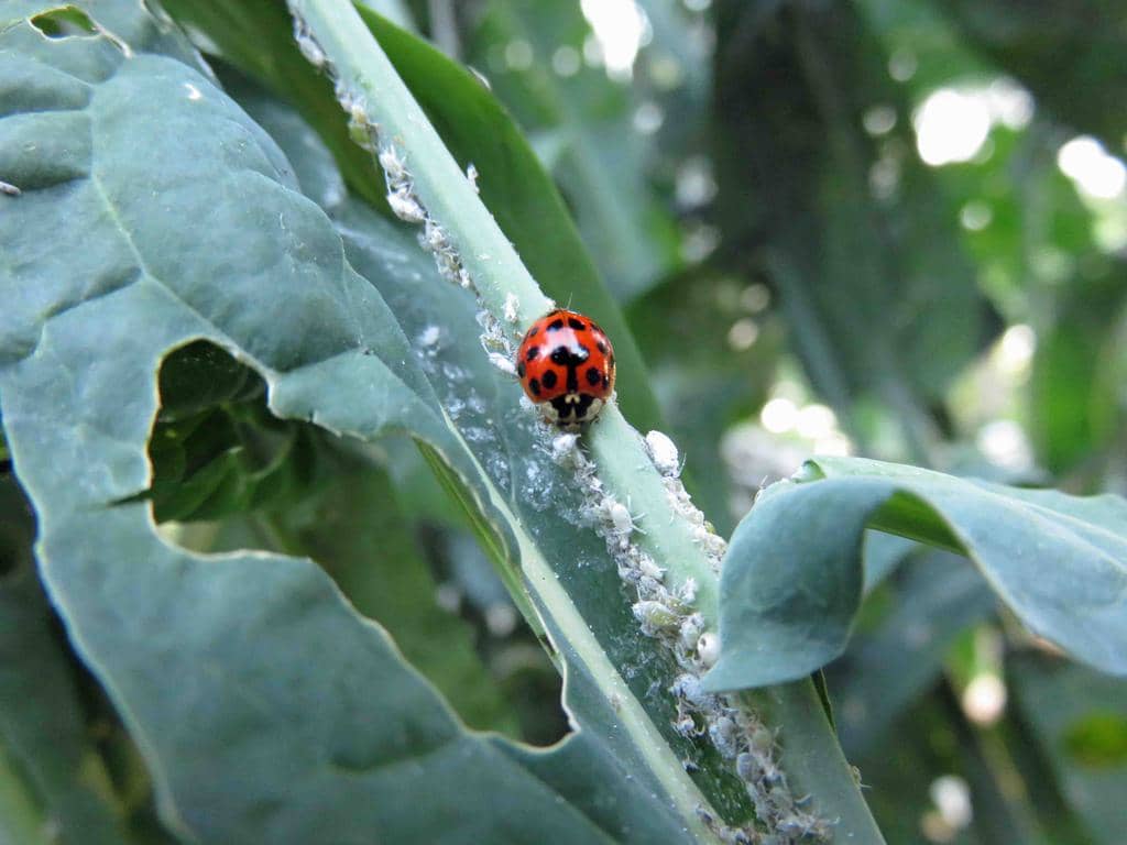 11 Places Ladybugs Go During Winter (And When They Return)