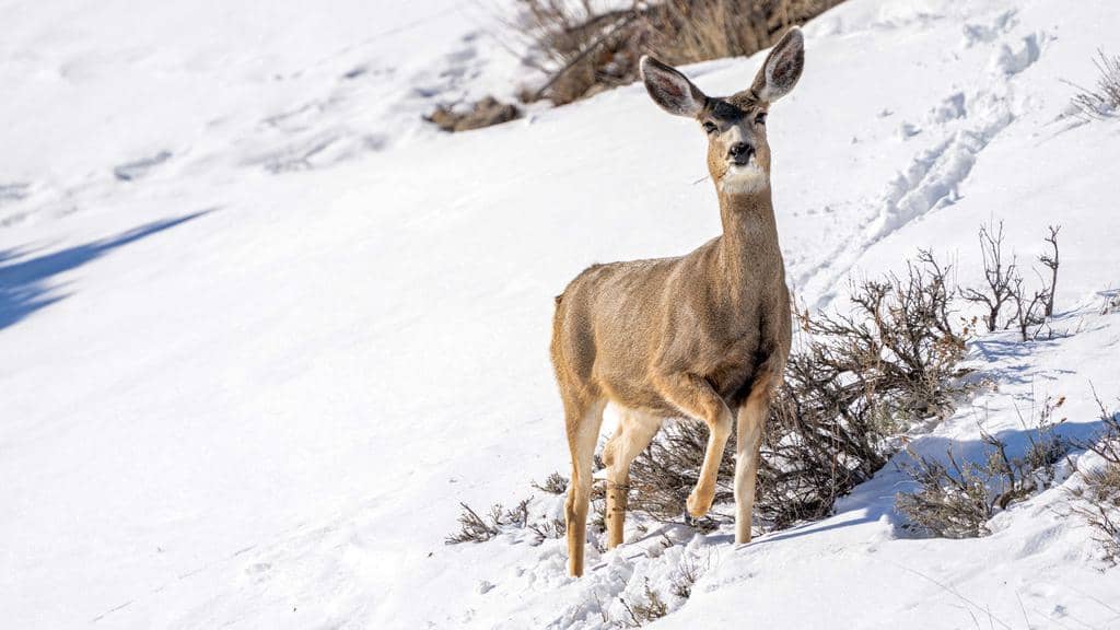  6 Places Deer Go During The Winter (And When They Return)