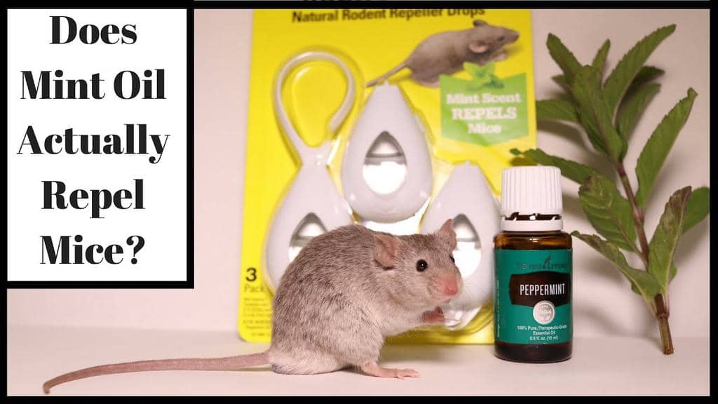How To Keep Mice Away With Spearmint (And Why It Works)