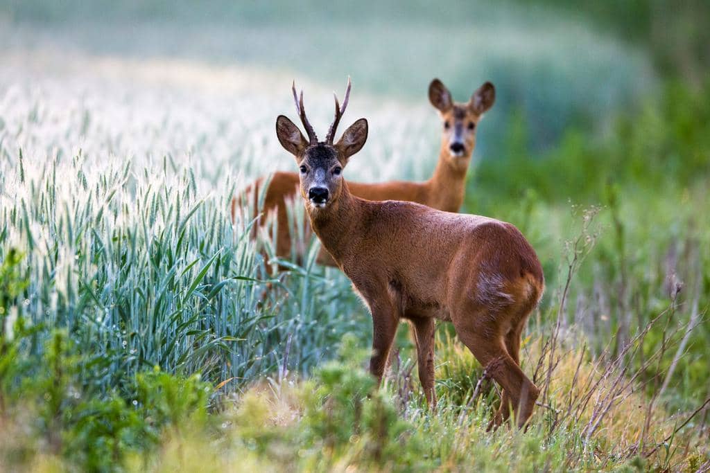 7 Animals That Deer Eat (And Why They Eat Them)