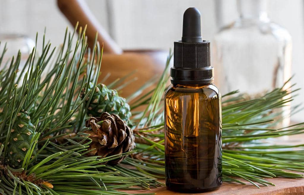 Why The Scent Of Pine Oil Repels Mice (And How It Works!)