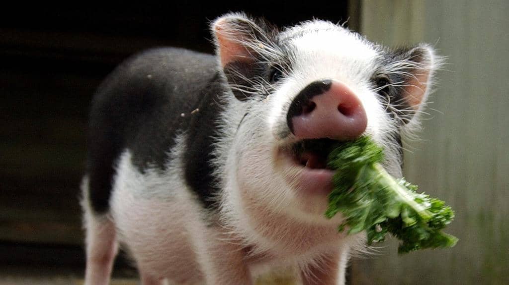 10 Animals That Love Eating Your Kale (And How To Stop Them)