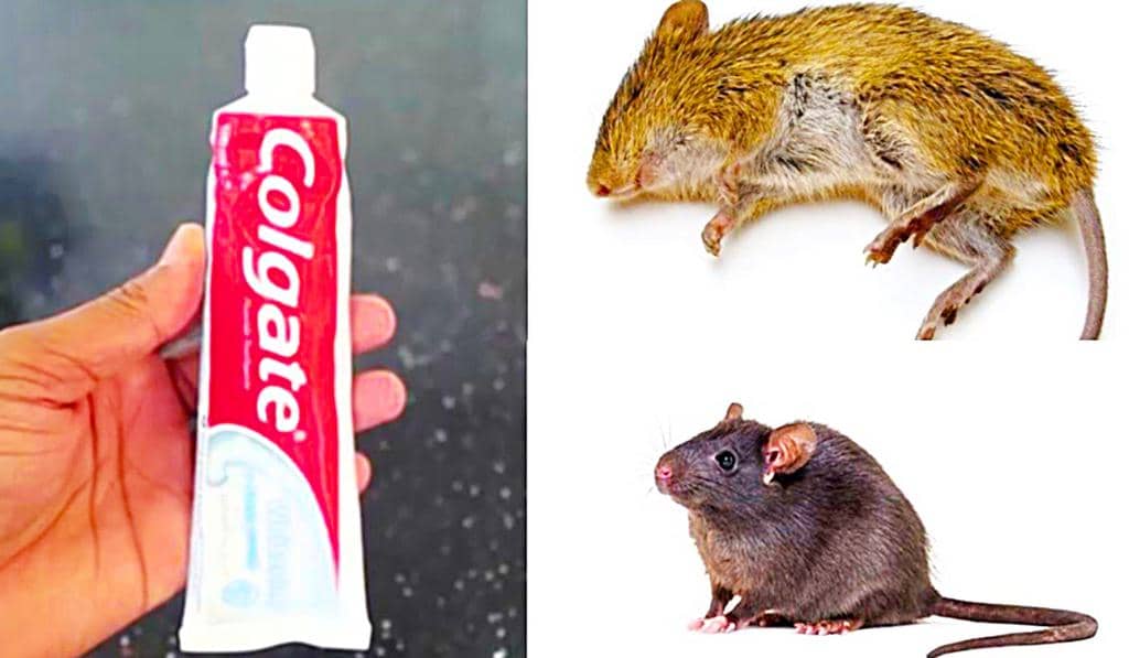 Using Peppermint Toothpaste To Repel Mice (And Why It Works)