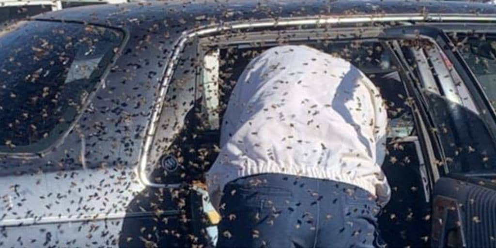 How To Keep Bees Away From Your Car For Good