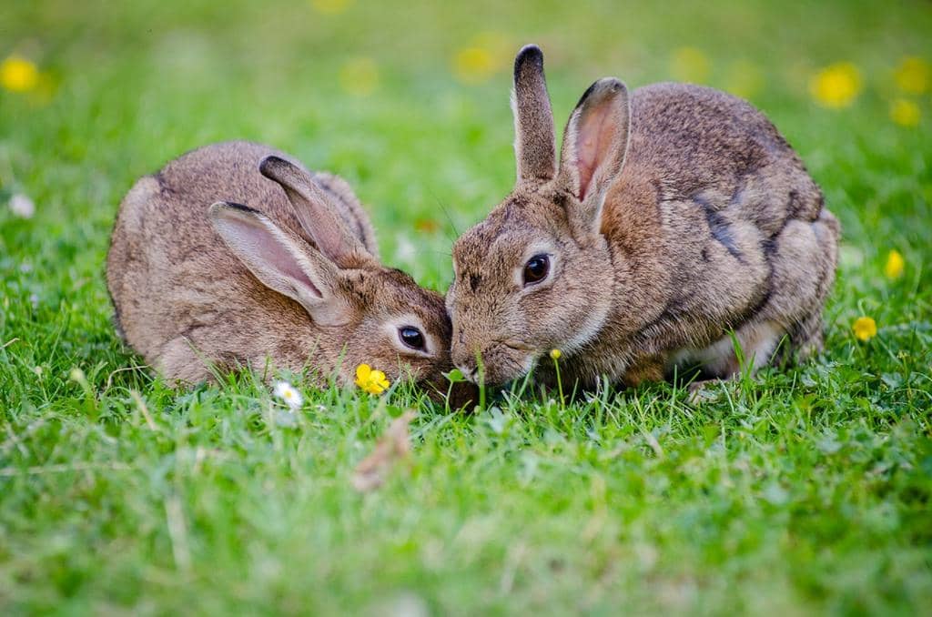 7 Sounds And Noises That Scare Rabbits