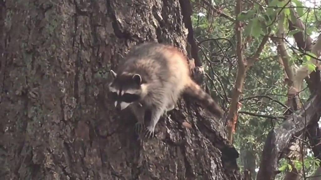 3 Unique Ways That Raccoons Can Damage Your Trees