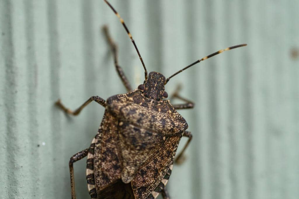 3 Noises That Stink Bugs Make (How To Identify Them)