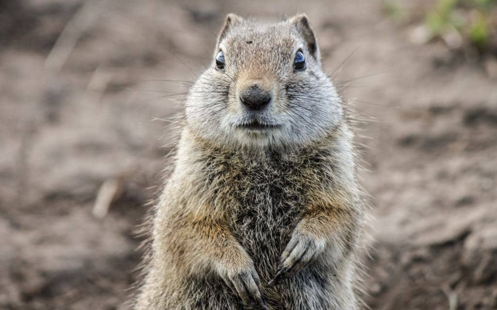 Can You Keep Gophers As Pets? You will Need This Special License