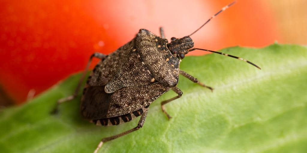 8 Scents That Stink Bugs Hate (And How To Use Them)