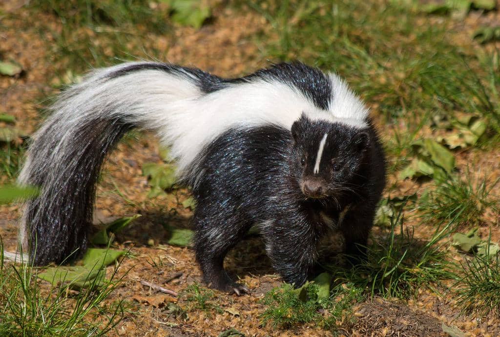 15 Scents That Skunks Hate (And How To Use Them)