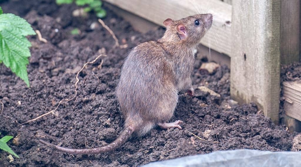 9 Plants That Repel Mice Naturally (And Why They Work)