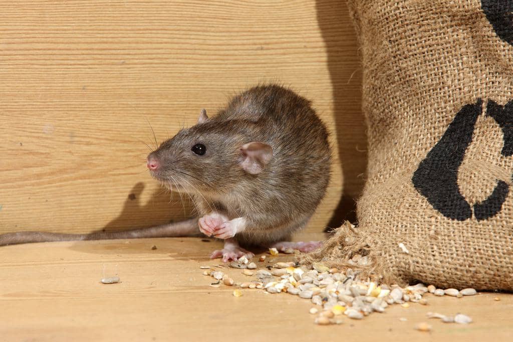 8 Places Rats Go During Winter (And When They Return)