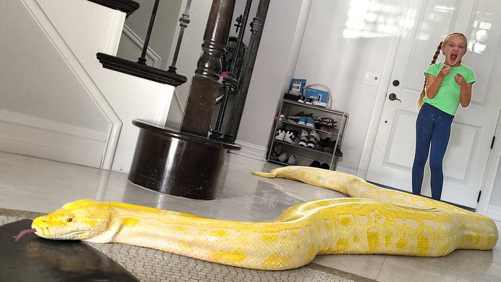 4 Things To Do If You Find A Snake In Your Home