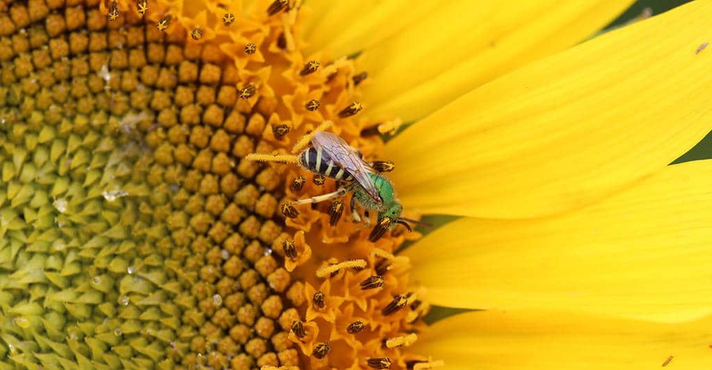 5 Bugs And Insects That Eat Your Sunflowers (Repelling Tips)