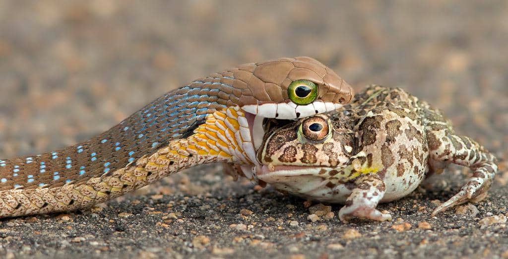 11 Animals That Snakes Eat (And Why They Eat Them)