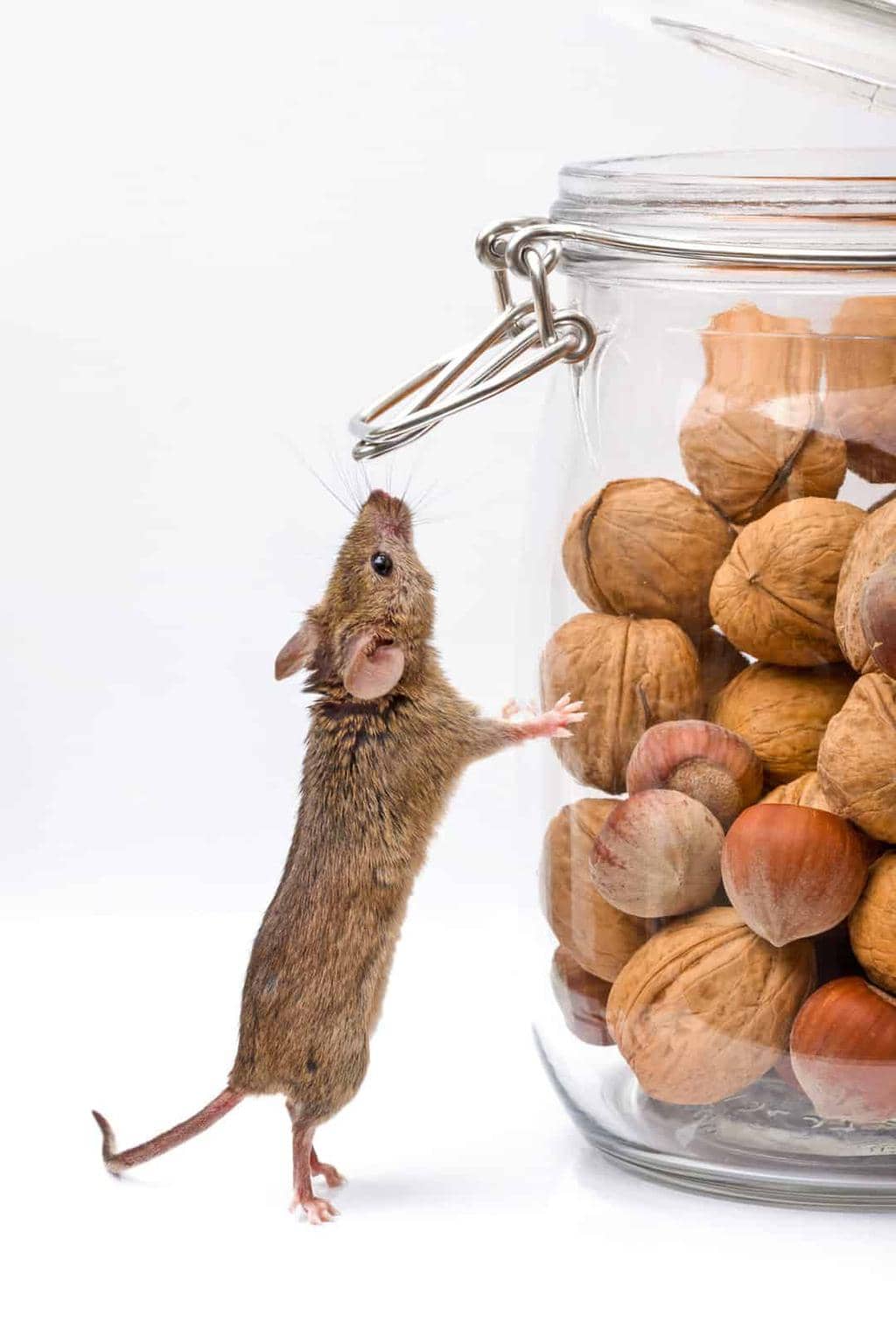 4 Storage Containers That Mice Hate (And How To Use Them)