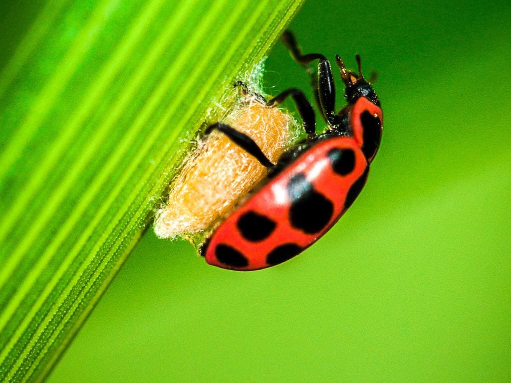 5 Ways Ladybugs Get Into Your House And How To Get Rid Of Them