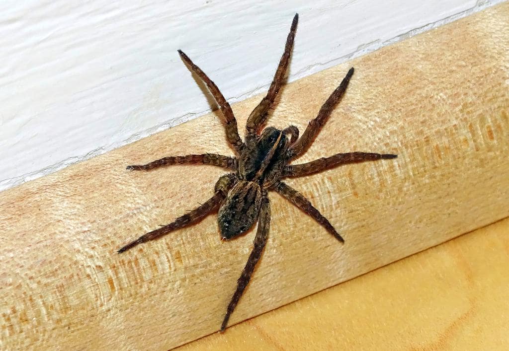 7 Reasons Why Spiders Are Not Scared Of Humans (At First)
