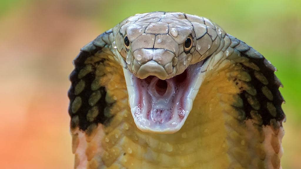 4 Reasons Why One Snake Does Not Always Mean There Is Another