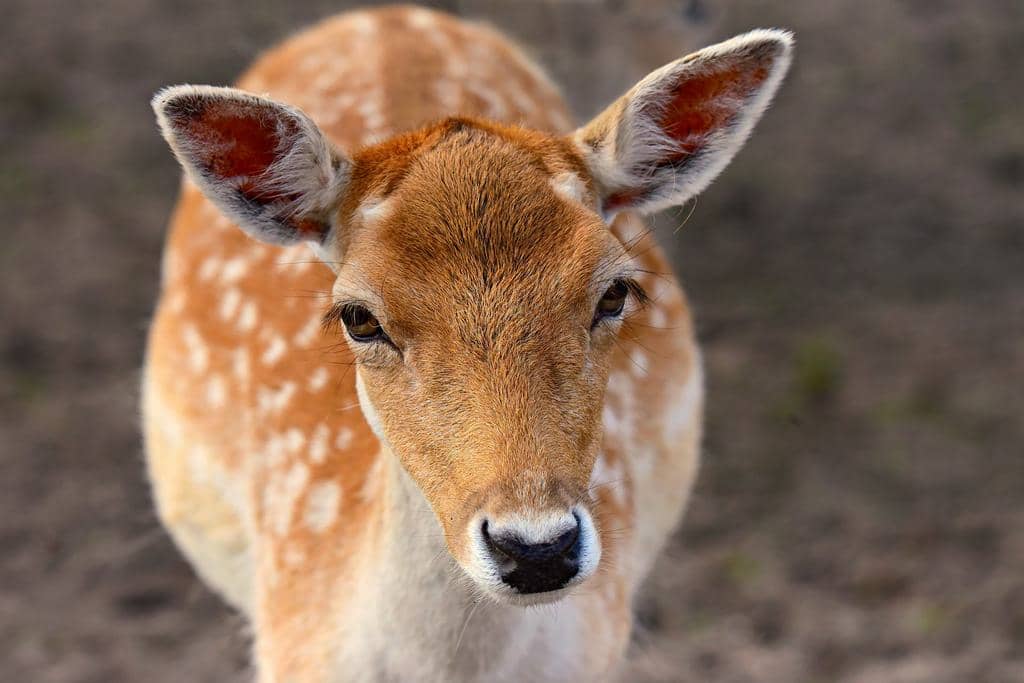 9 Animals That Eat Deer: In-Depth Look