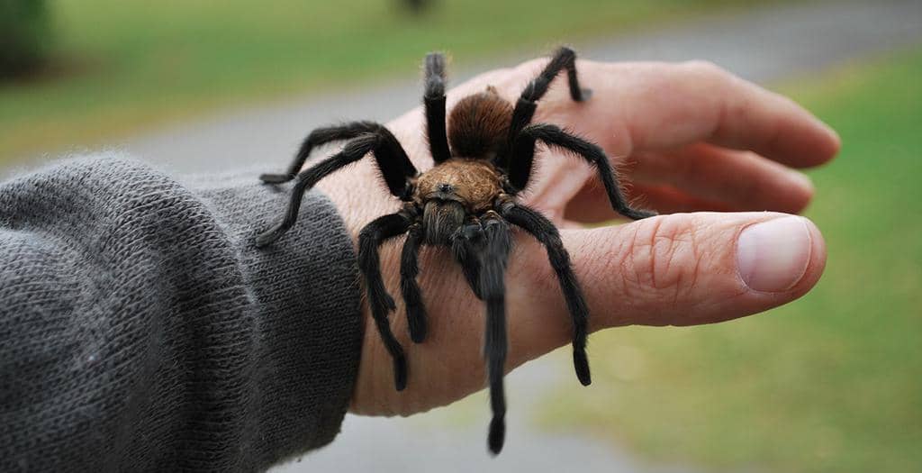 8 Things To Do If You See Spiders In Your House