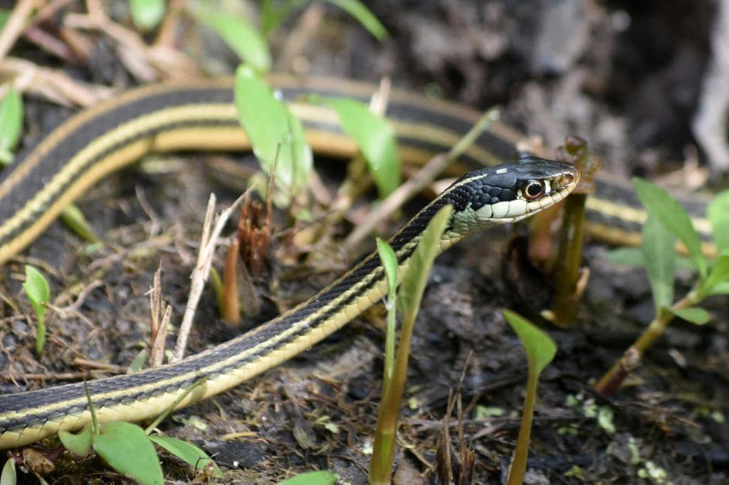  7 Reasons Snakes Are Not Leaving Your Yard (How To Fix It)